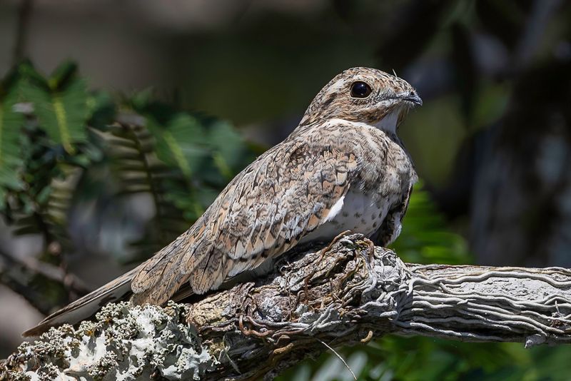 Sand-colored Nighthawk