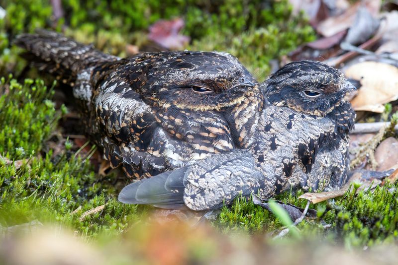 Satanic Nightjar