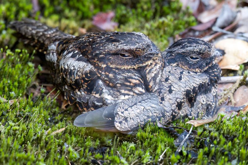 Satanic Nightjar