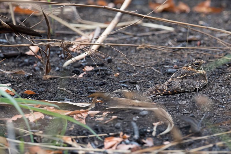Standard-winged Nightjar (m)