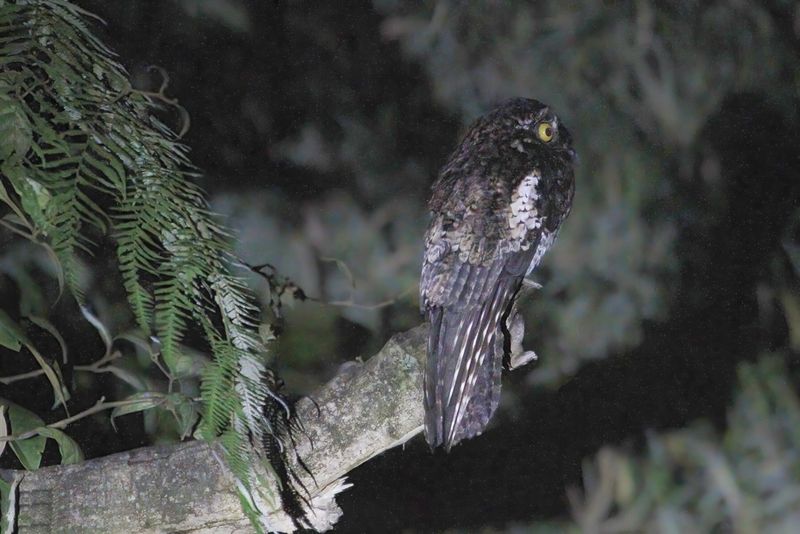 Andean Potoo