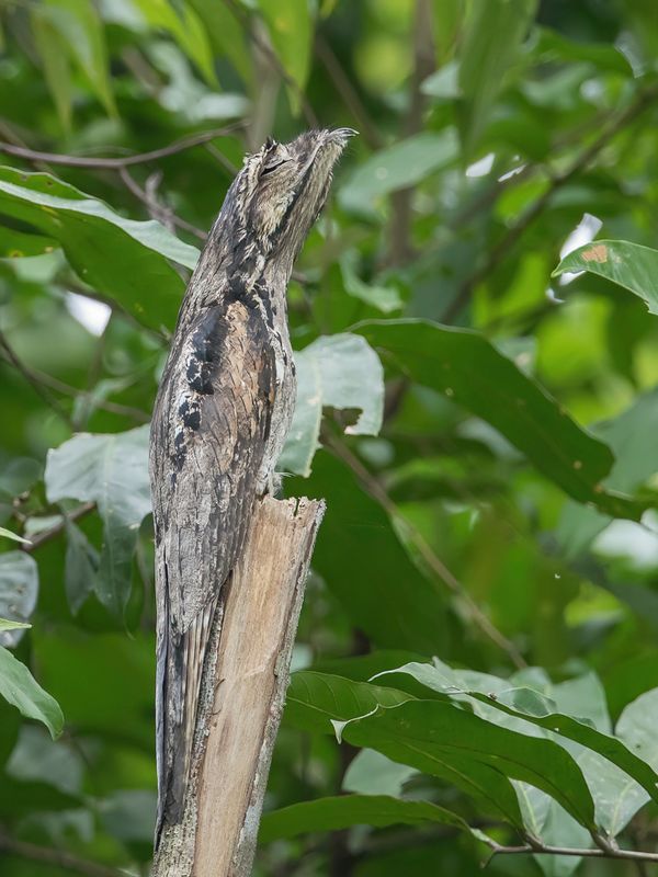 Common Potoo