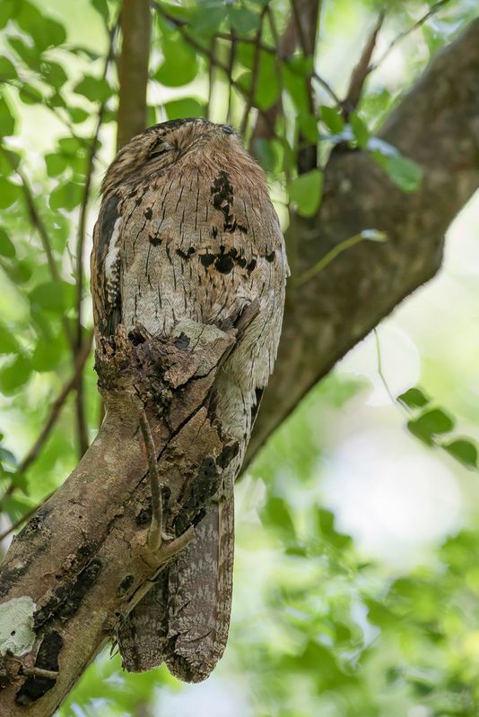 Northern Potoo