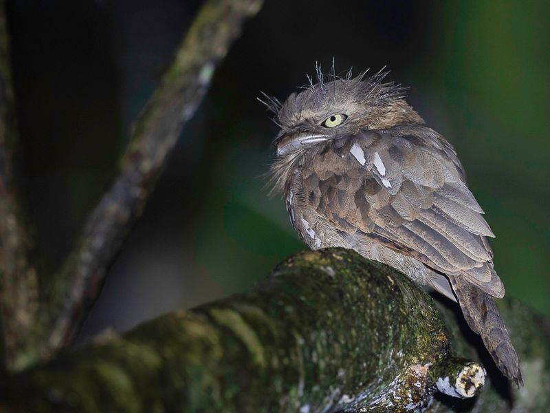 Blyth's Frogmouth