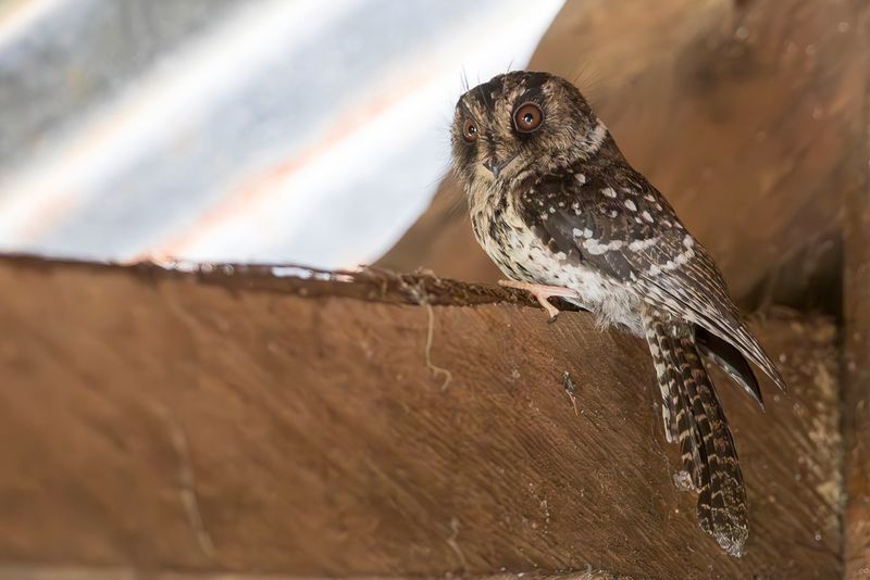 071 Aegothelidae - Owlet-nightjars