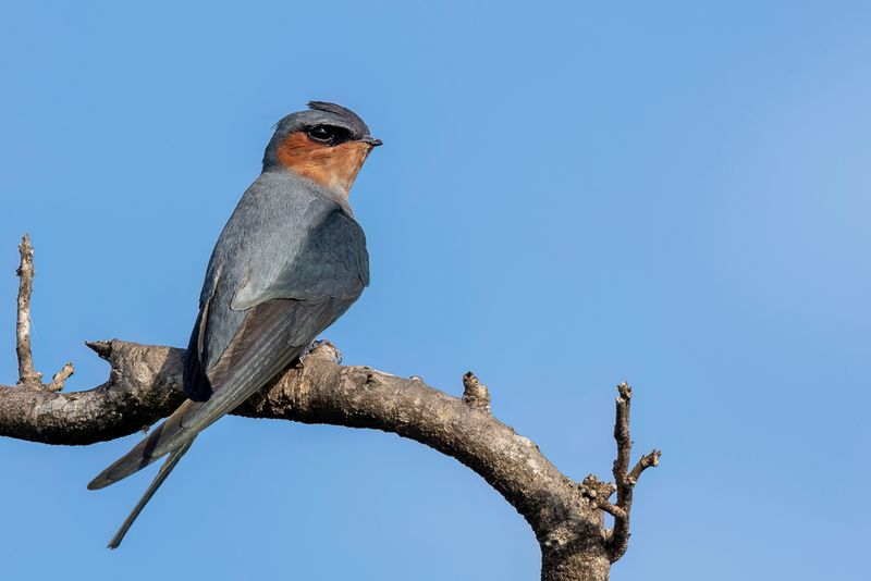Crested Treeswift