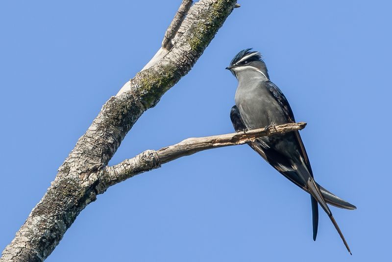 Moustached Treeswift
