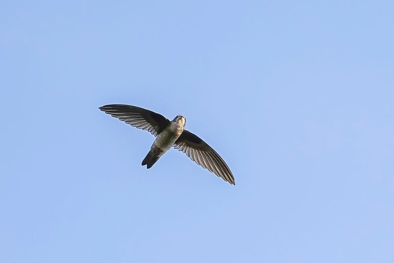 Ameline Swiftlet