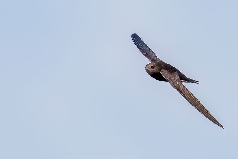 Common Swift