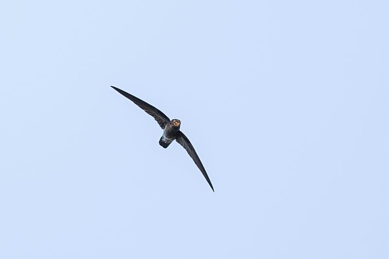 Grey-rumped Swiftlet