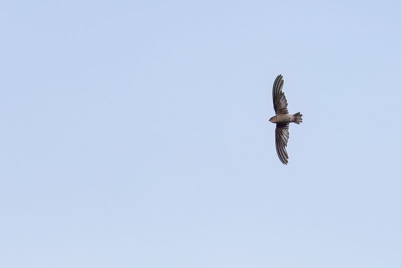 Madagascar Spinetail