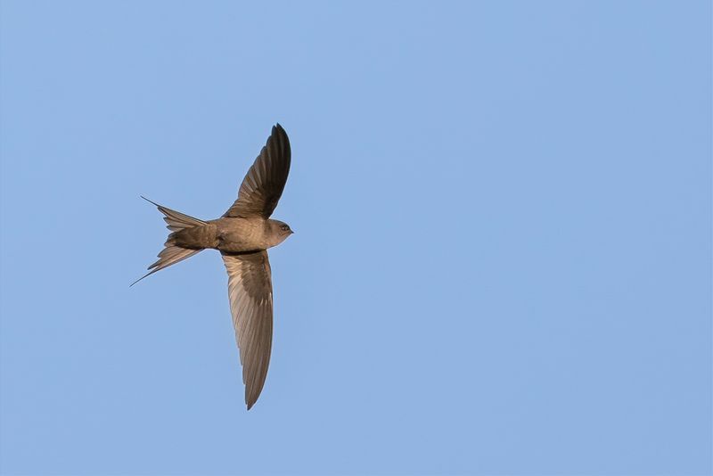 Malagasy Palm Swift