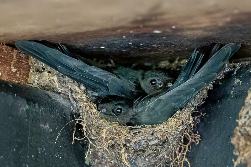 Plume-toed Swiftlet