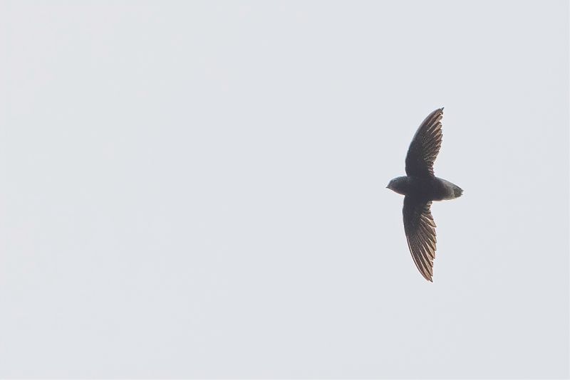 Short-tailed Swift