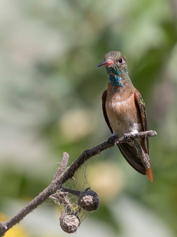 Amazilia Hummingbird
