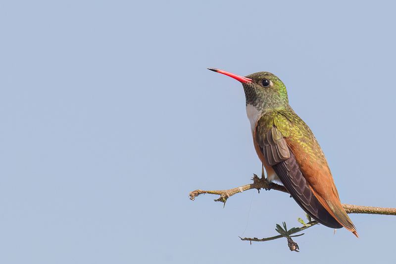 Amazilia Hummingbird