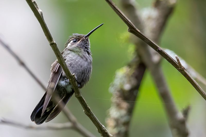 Amethyst-throated Mountaingem