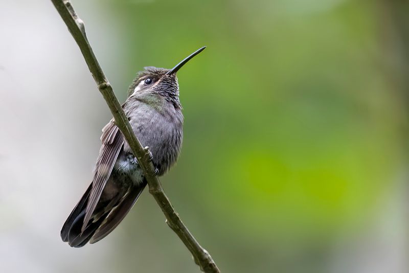 Amethyst-throated Mountaingem