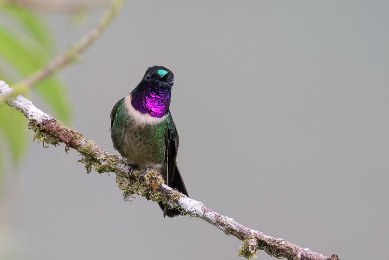 Amethyst-throated Sunangel (m)
