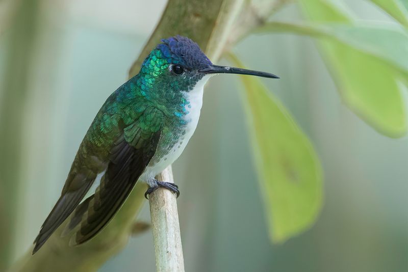 Andean Emerald