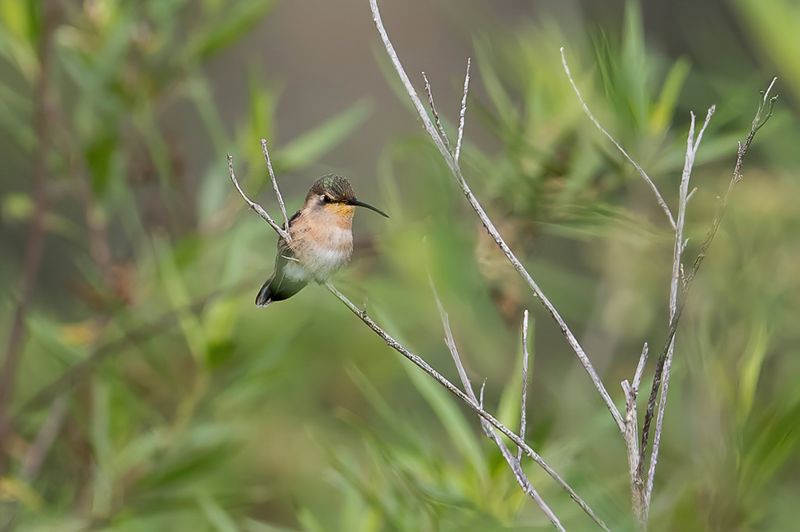 Beautiful Sheartail