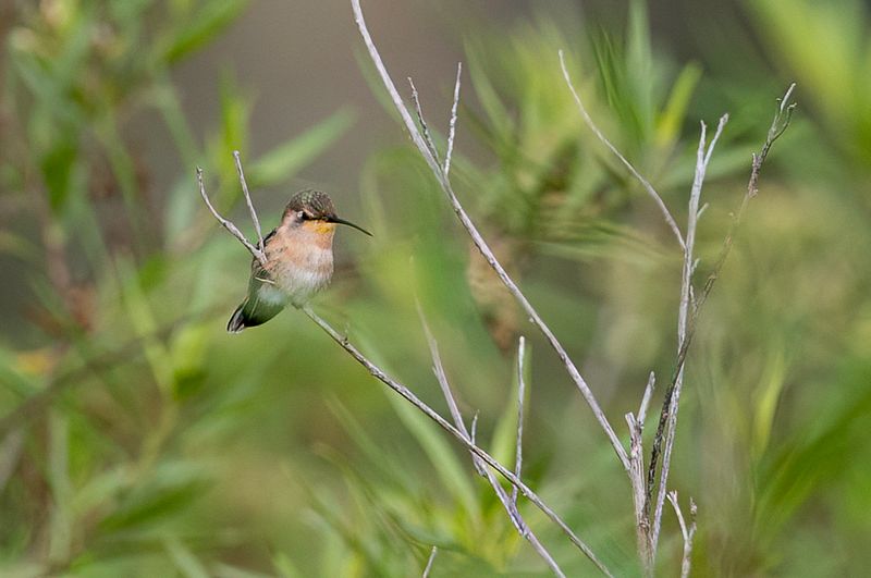 Beautiful Sheartail