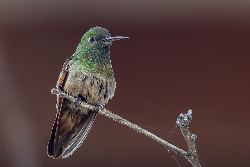 Berylline Hummingbird