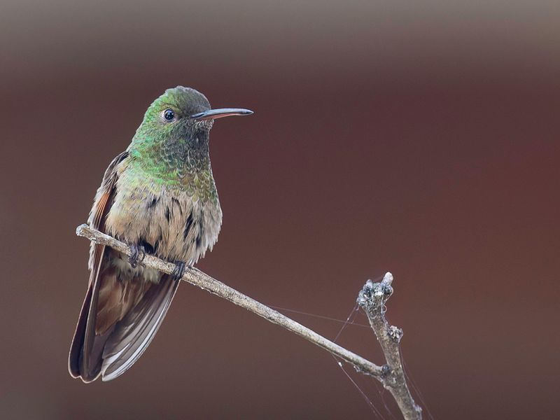 Berylline Hummingbird