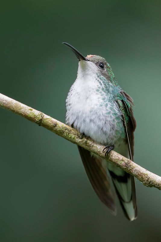 Black-billed Streamertail (f)