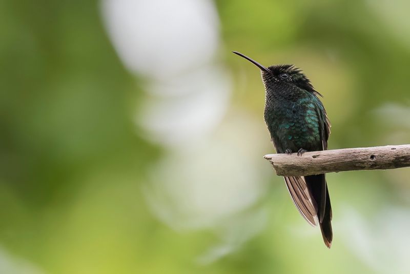 Black-billed Streamertail (m)