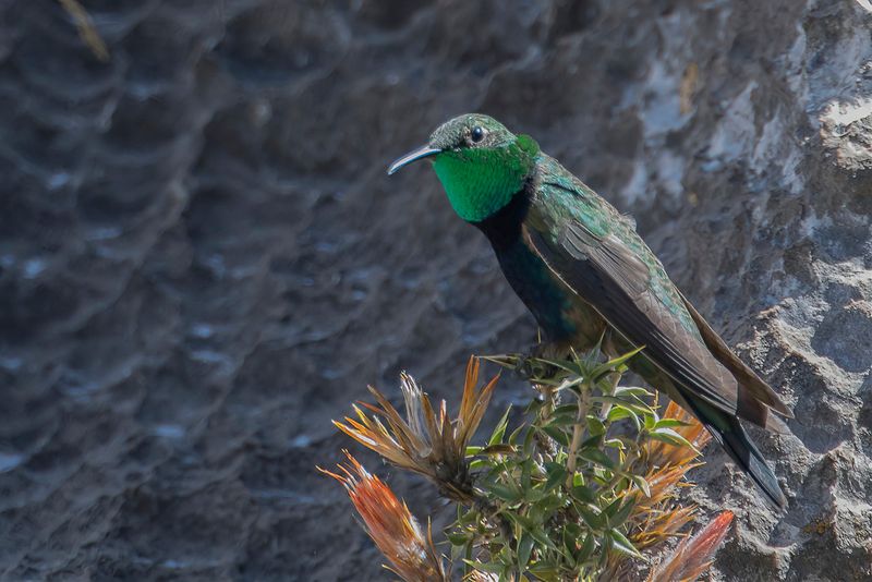 Black-breasted Hillstar (m)