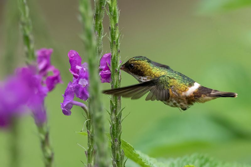 Black-crested Coquette (f)