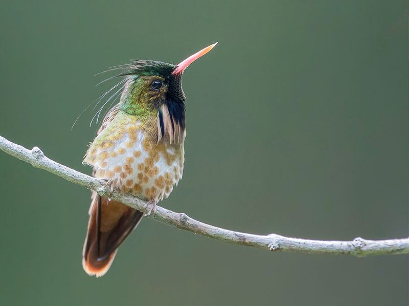 Black-crested Coquette (m)