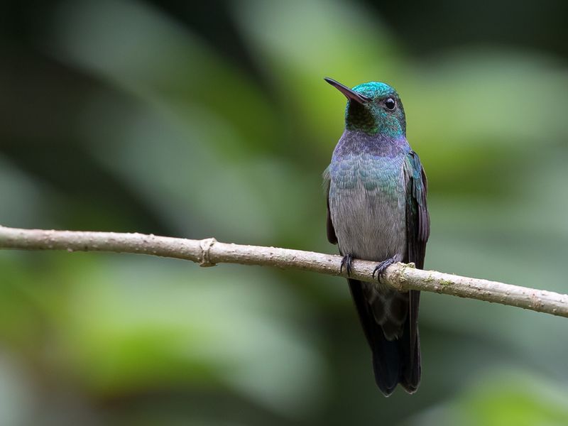 Blue-chested Hummingbird