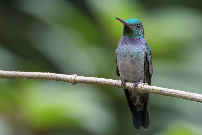 Blue-chested Hummingbird
