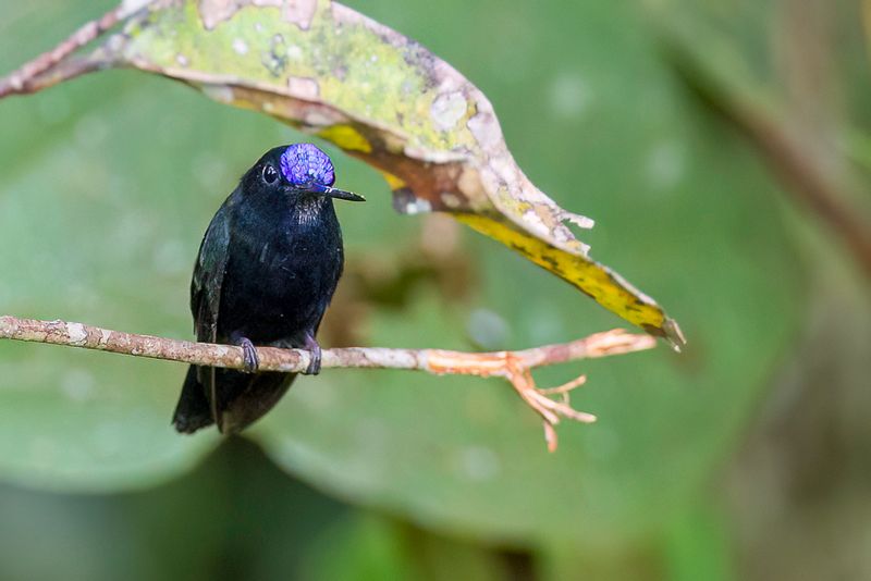 Blue-fronted Lancebill