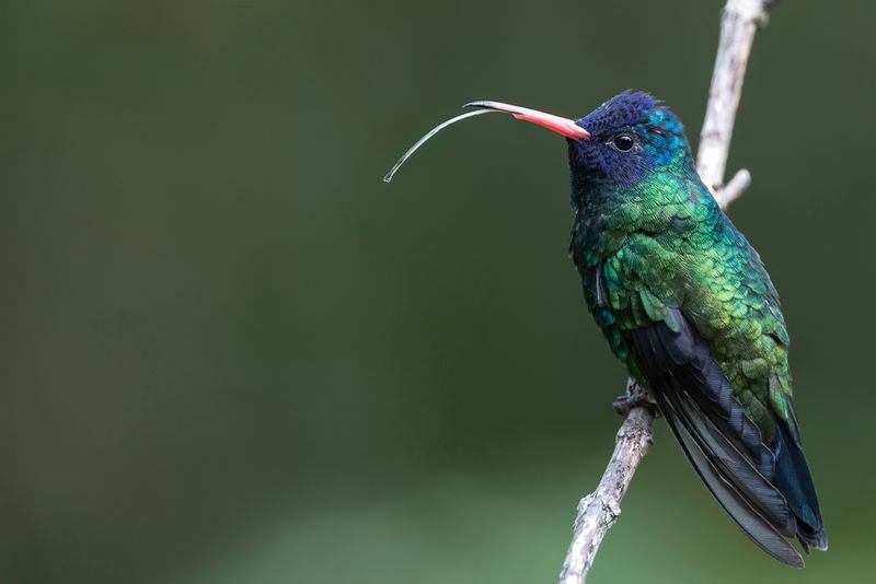 Blue-headed Sapphire (m)