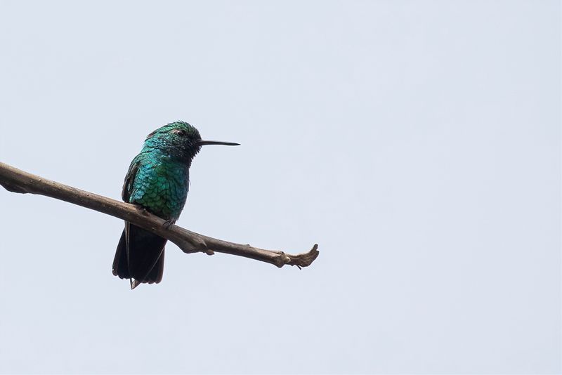 Blue-tailed Emerald