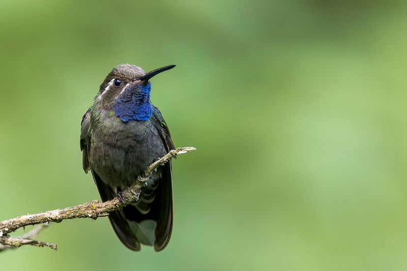 Blue-throated Mountaingem