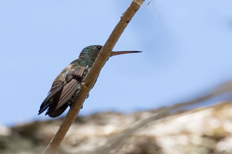 Blue-vented Hummingbird