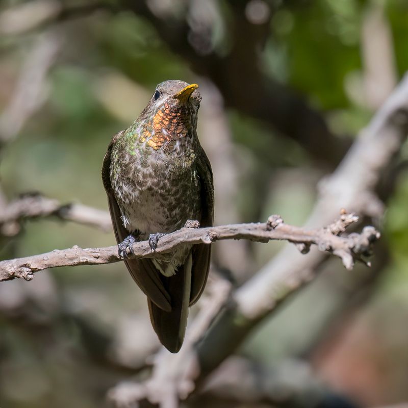 Bronze-tailed Comet