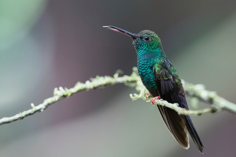 Bronze-tailed Plumeleteer