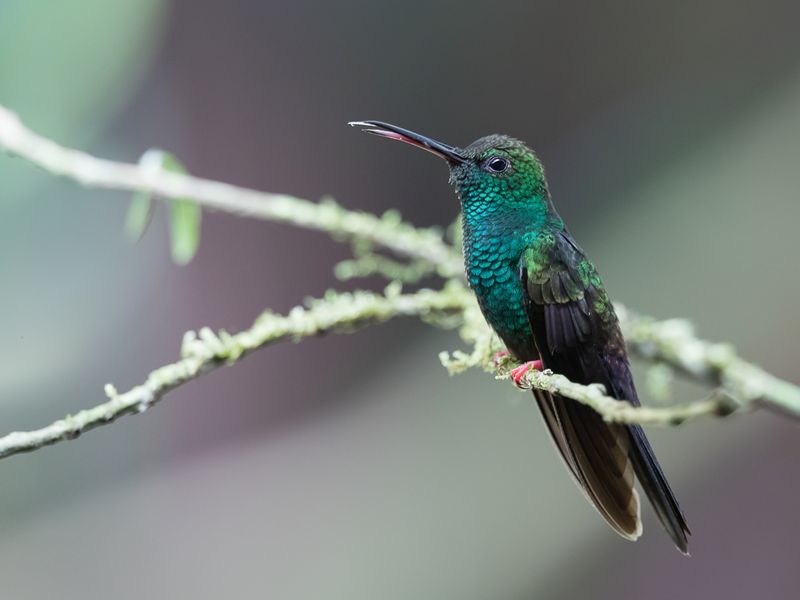 Bronze-tailed Plumeleteer