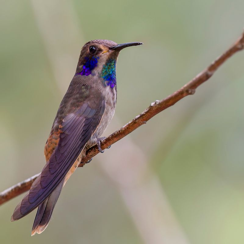 Brown Violetear