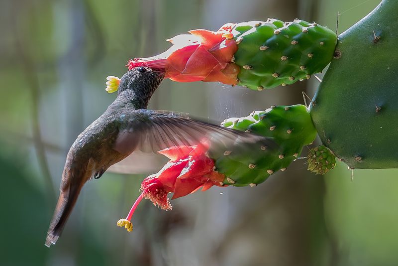 Buff-bellied Hummingbird