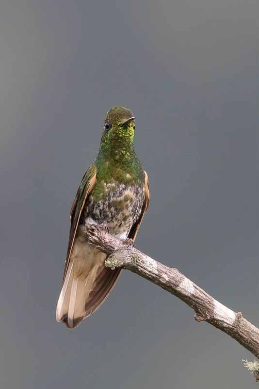 Buff-tailed Coronet
