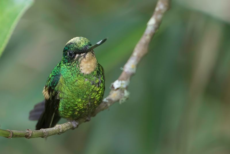 Buff-winged Starfrontlet (f)