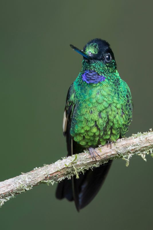 Buff-winged Starfrontlet (m)