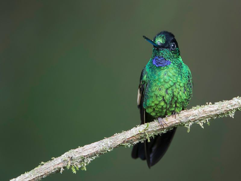 Buff-winged Starfrontlet (m)