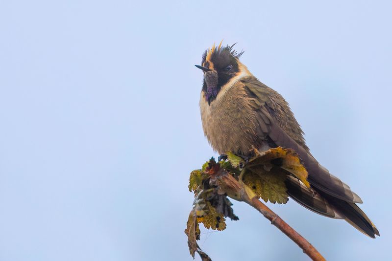 Buffy Helmetcrest